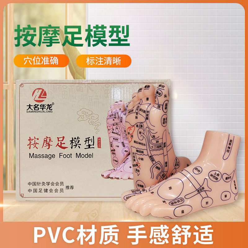 大名华龙大号足部反射区模型人体穴位教学脚模针灸推拿按摩穴位