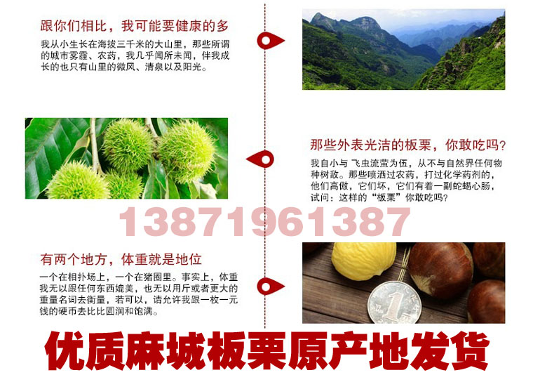 2019年麻城板栗批发最新价格采购板栗湖北板栗批发电话13871961387