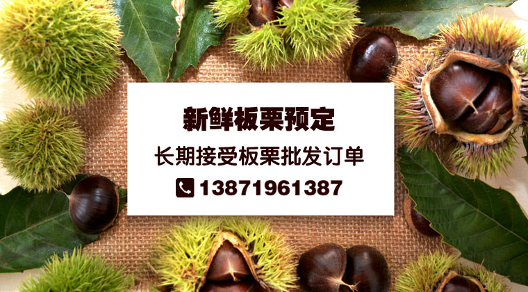 2019年麻城板栗批发最新价格采购板栗湖北板栗批发电话13871961387