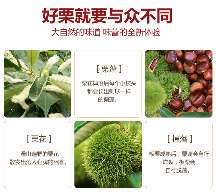 2019年麻城板栗批发最新价格采购板栗湖北板栗批发电话13871961387