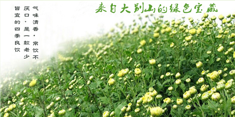 麻城胎菊批发 福田河散装胎菊王批发 福白菊胎菊花土特产菊花茶