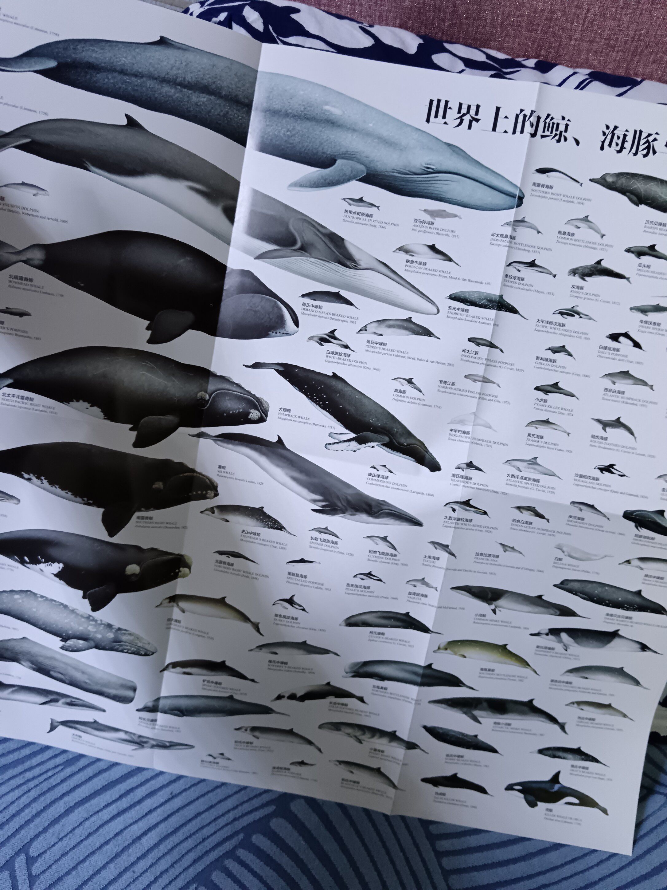 鯨豚百科全書圖解海洋生物知識與鯨魚生態