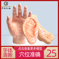 Various models of human body acupuncture points teaching model Foot mold eardrum hand touch acupuncture massage acupuncture points