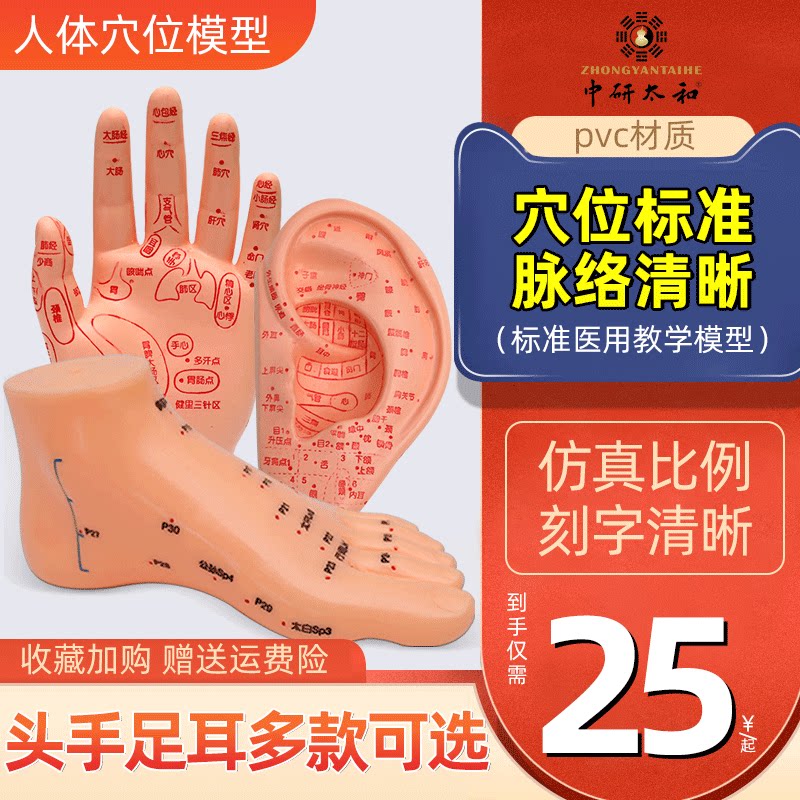 Various models of the human body acupoint teaching model foot mold eardrum hand touch acupuncture massage massage acupoints
