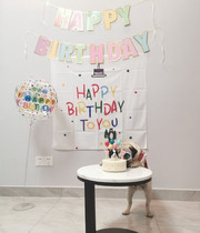 Meow Meow INS Wind Kitty Dogs Pets Birthday Package Senteal Briefs Arranged Cotton Linen Background Cloth Korean Style Decorations