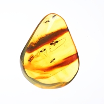 Natural Amber Pendant Necklace Insect Amber Specimen Spider Ant Raw Stone Pupil Teaching