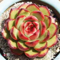 4-5cm