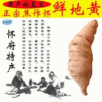 Fresh Rehmannia glutinosa grown from the ground 15 pieces of Rehmannia glutinosa per kilogram Emperor Dihuang marrow agricultural products direct sales from the origin Henan specialties