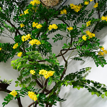 Simulation of Sophora Flower Decorative Flower Fake Rattan Rattan Landscape Plant Green Plant Indoor Branch Dry Wall Wall Wall Balcony Flower