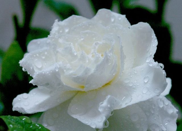 (200ml) Gardenia cell fluid Hydration used to make water film Sensitive skin can be used low temperature condensation