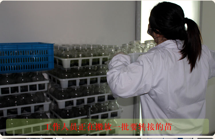 Vật tư làm vườn, nuôi cấy mô, bàn xoay, khay đặc biệt để nuôi cấy mô, giỏ nuôi cấy mô polypropylen chất lượng cao, khung nuôi cấy mô dụng cụ trồng cây