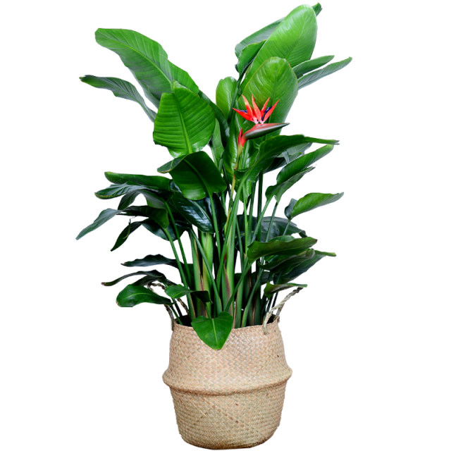 Bird of Paradise potted large plant living room indoor office green plant absorbs formaldehyde and purifies the air Strelitzia reginae zb