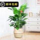 Bird of Paradise potted large plant living room indoor office green plant absorbs formaldehyde and purifies the air Strelitzia reginae zb