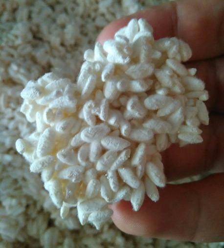 长白菌 <wbr>日本米曲霉 <wbr>种曲20克用于自制盐曲 <wbr>味噌 <wbr>甘酒