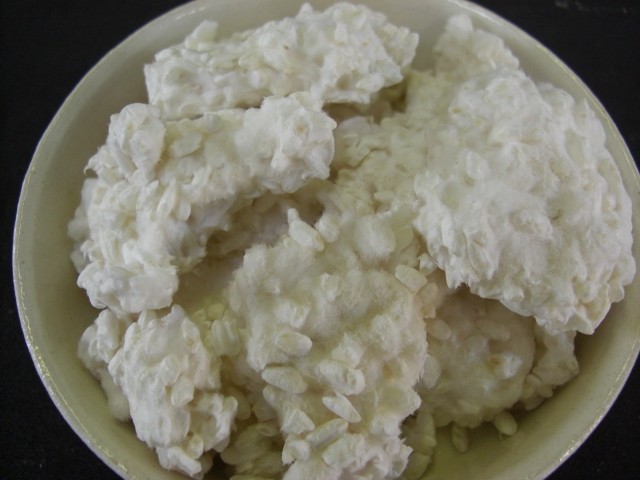 长白菌 <wbr>日本米曲霉 <wbr>种曲20克用于自制盐曲 <wbr>味噌 <wbr>甘酒