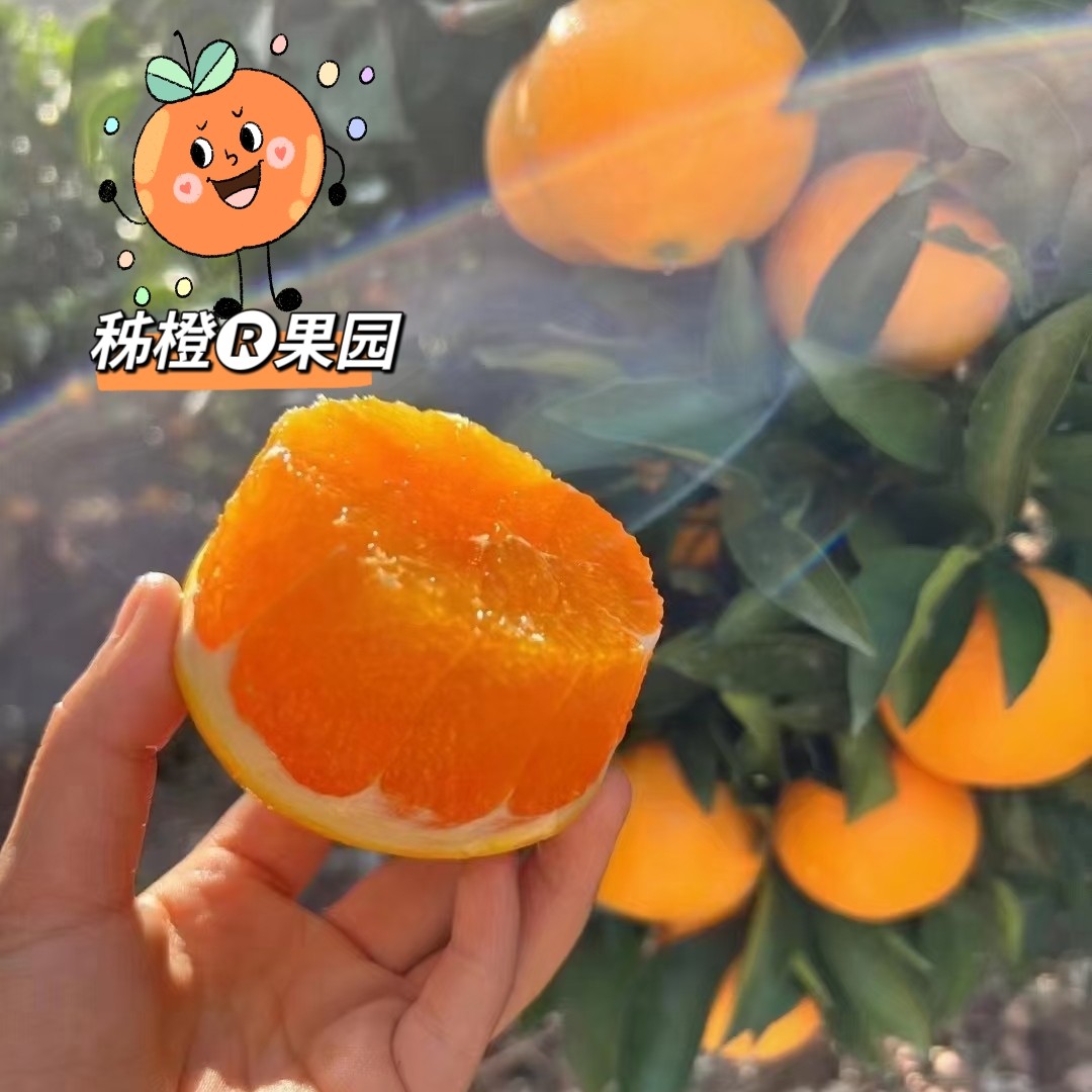 秭橙果园屈原店
