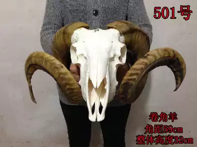 True sheep skull Yak skull craft gift decoration sheep head ornaments Tibet natural sheep head cow head hanging pieces