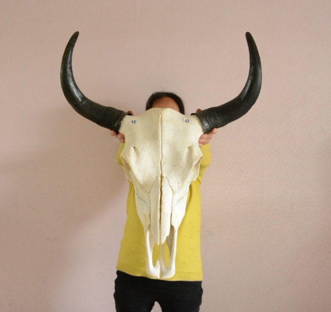 Bull Skull Craft Gift Pendulum accessories Yak Skull Adornment Real Bull goat skull specimen 55cm featured handmade props
