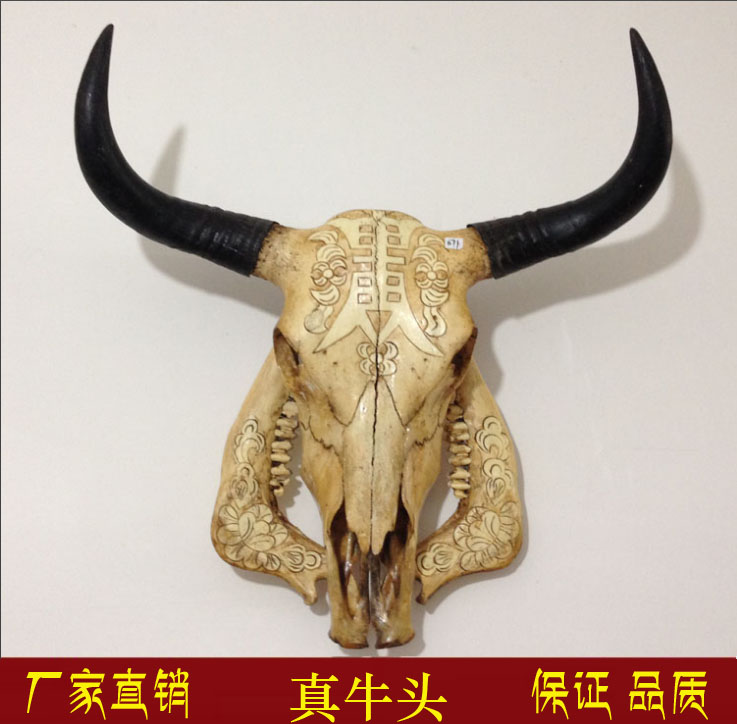 Cow head bone craft gift decoration Yak head decoration Natural real cow sheep head bone specimen hand-made wall hanging wall decoration