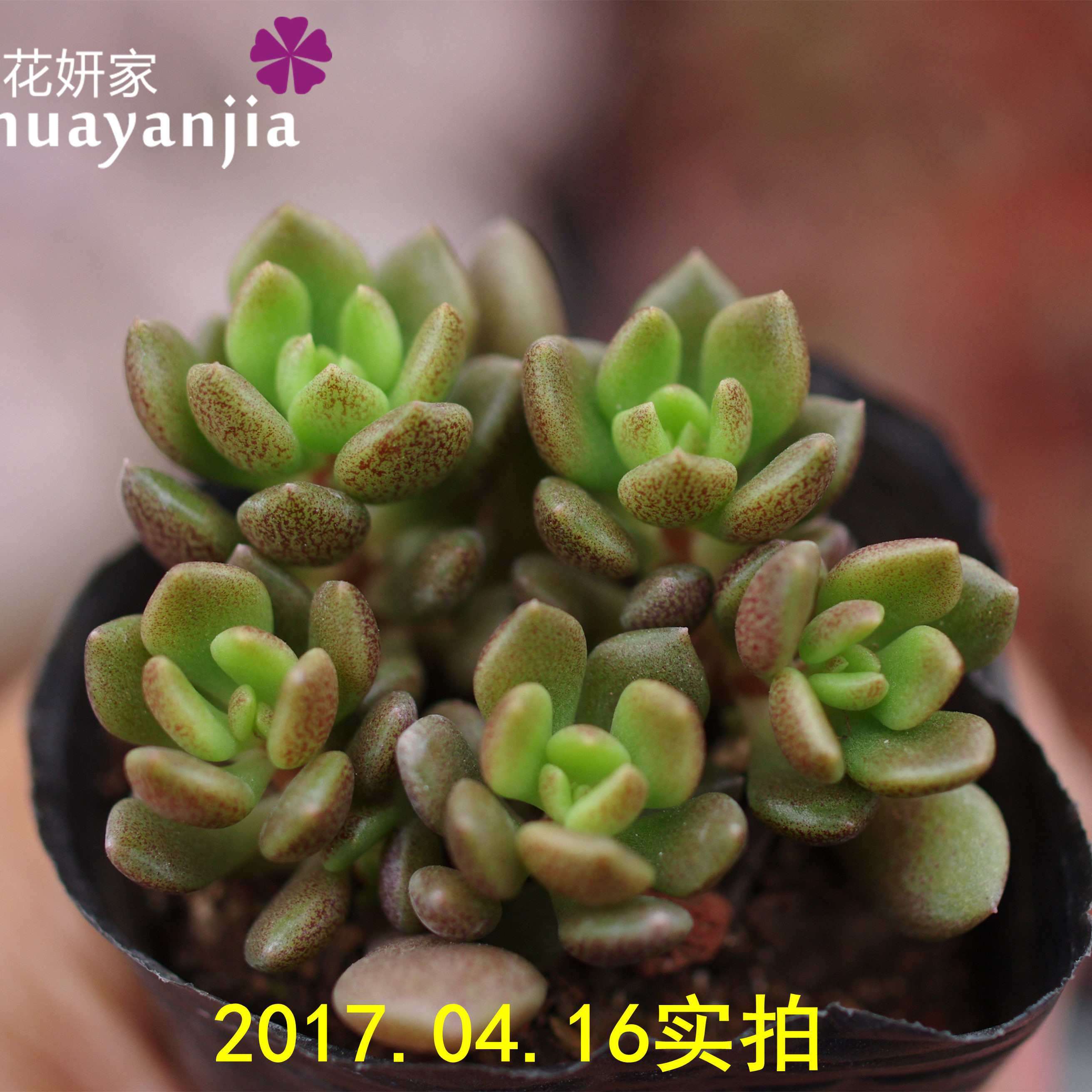 立田凤 立田凤优品质云南多肉特价老桩多肉植物盆栽带根满包邮 冬靴上新 盆栽 云南 品质 植物 特价途虎网