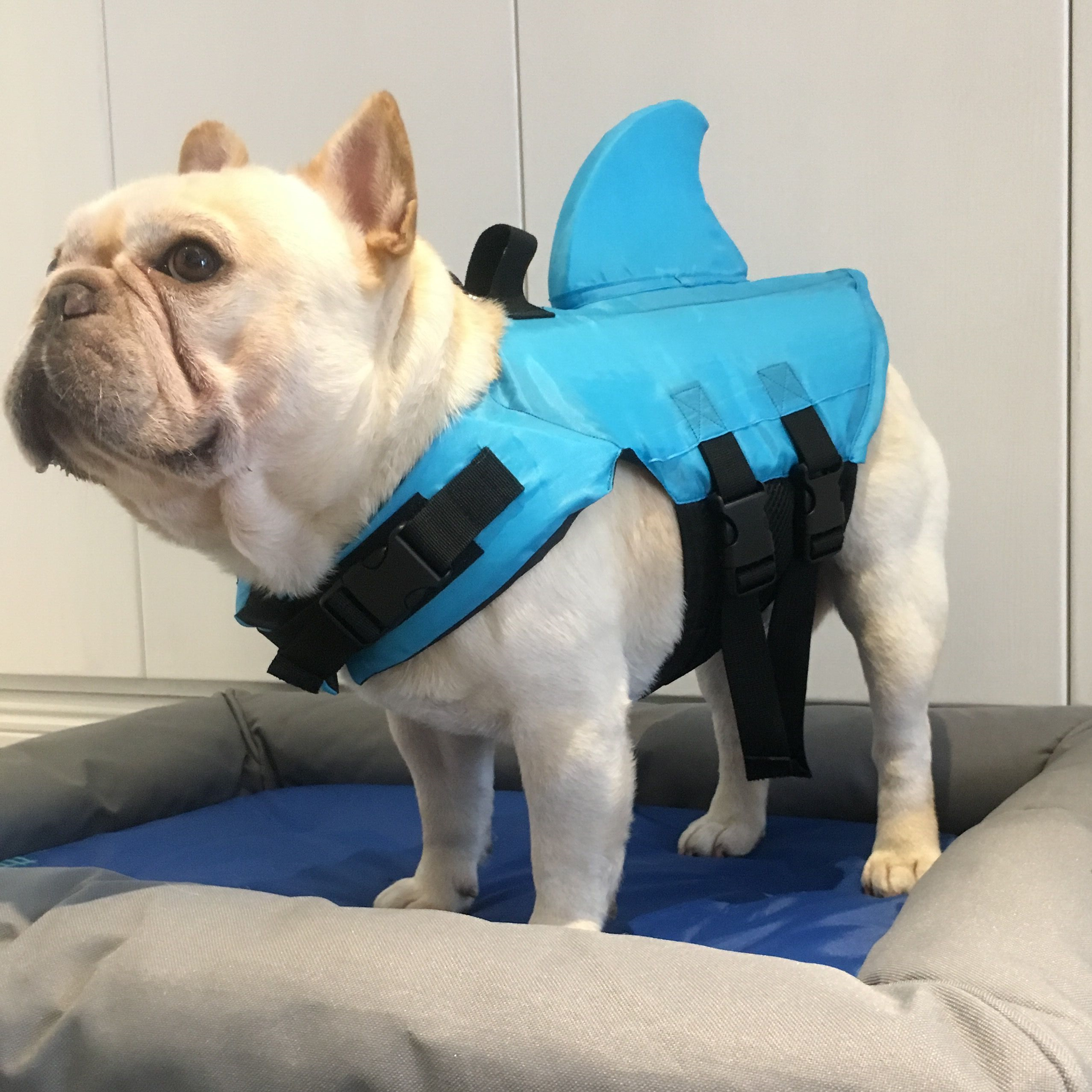 Pet Dog Swimsuit French Fighting Life Jacket Shark Swimsuit Pug Teddy Small and Medium Dog Playing Water Supplies