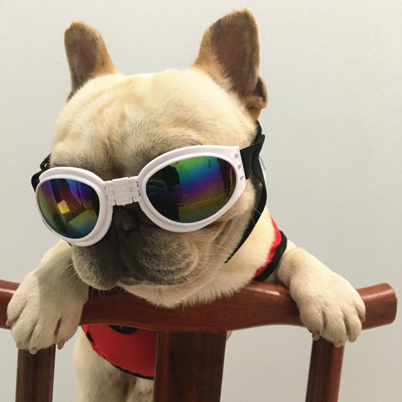寵物眼鏡動感狗墨鏡英國斗牛犬法斗狗狗防風寵物搞怪眼鏡防雨鏡狗飾品配飾米家 寵物眼鏡動感狗墨鏡英國斗牛犬法斗狗狗防風寵物搞怪眼鏡防雨鏡狗飾品配飾米家