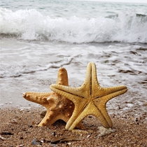 Natural Super Conch Shell Overlord Breadcrumb Starfish Mediterranean Style Decor Wedding Setup Fish Tank Landscape