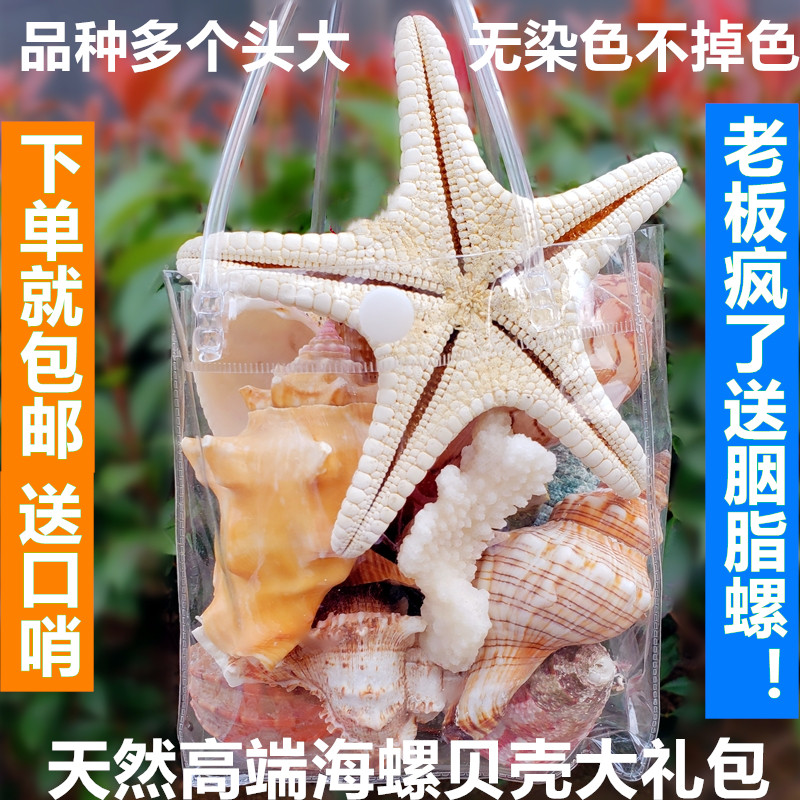 Natural oversized sea snail shell suit seaStar specimen fish tank made of sea snail shell collection for sending students gifts-Taobao
