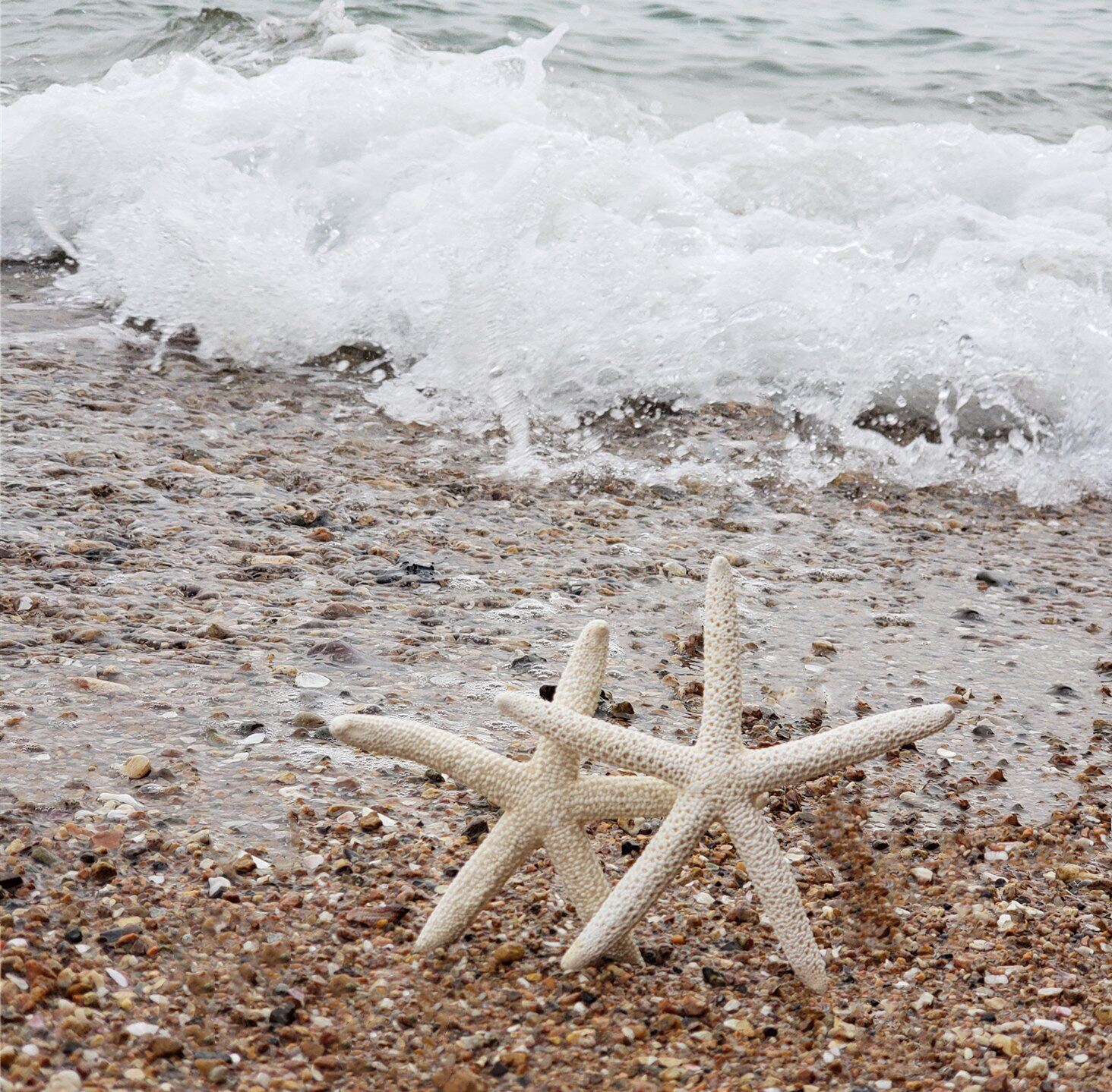 Natural Mega Sea Snail Shells Coral Finger Marine Star Fish Tank Building Mediterranean Decorative Wall Stickup Advertising Props-Taobao