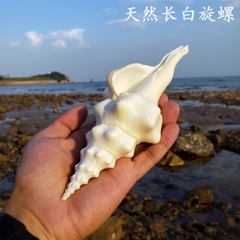 Natural extra-large sea snail long white spin snail large shell seaStar white coral fish tank made of Mediterranean decoration