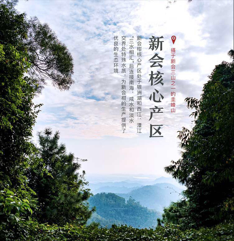 季知丰 特级新会小青柑 陈皮普洱茶 500g 图6