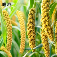 Синьхуанская долина с раковиной xiaomi xuanfeng peony tiger кожаная попугая кормит птицы пищи.