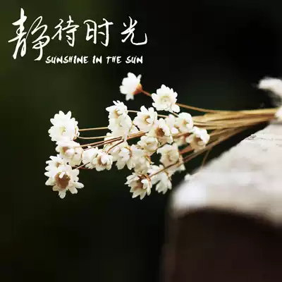 Imported mini bouquet model Gift gift packaging Fire paint dry peanut day accessories Rice flower home jewelry decoration