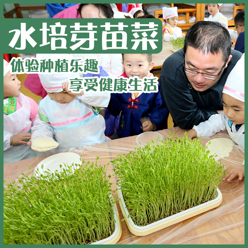 Spring pallet bean bud equipment germinated basin soil cultivation water seedlings household thickness can be used as fruit dish dish