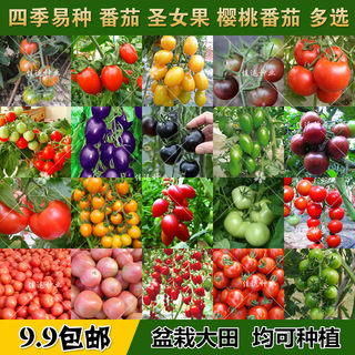 Tomato seeds Daquan balcony potted cherry tomatoes cherry size tomato powder fruit four seasons easy to sow vegetables