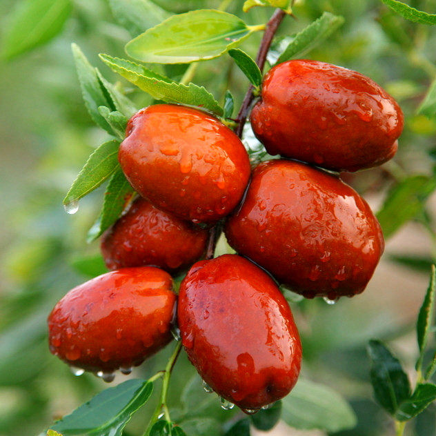 (Xiaoqian Shan Zhen)Xinjiang Ruoqiang gray Jujube a small delicious sweet with spring water 500g