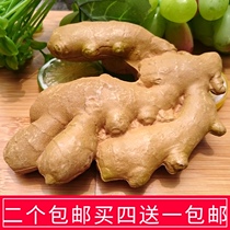 Simulation of ginger model fake old ginger fruit props decorations toy ornaments one to one size
