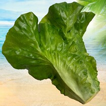 PVC simulation vegetable model fake dish package lettuce lettuce oil wheat vegetable Balsac celery garlic seedling cabbage props high quality