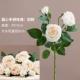 Sweetheart Rose