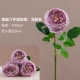 Auspin Rose [светло -фиолетовый]