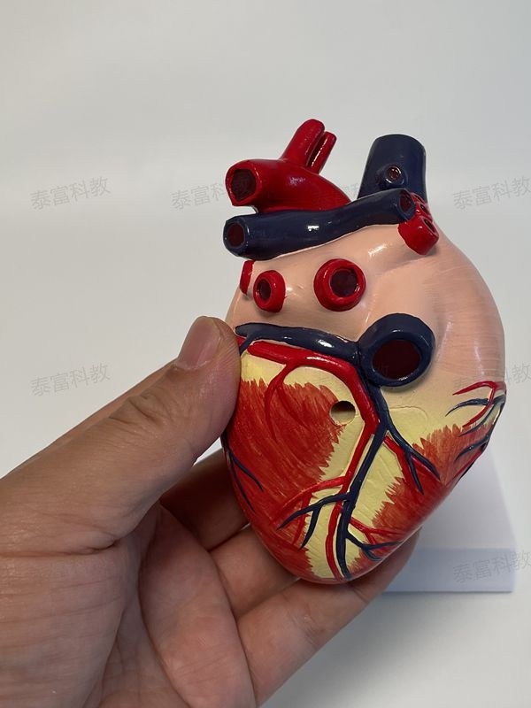 Dog Heart Model Vascular Two-Pointed Petals Moving Pulse Removable Dog Science Animal Viscera Veterinary Pet Hospital Ornaments