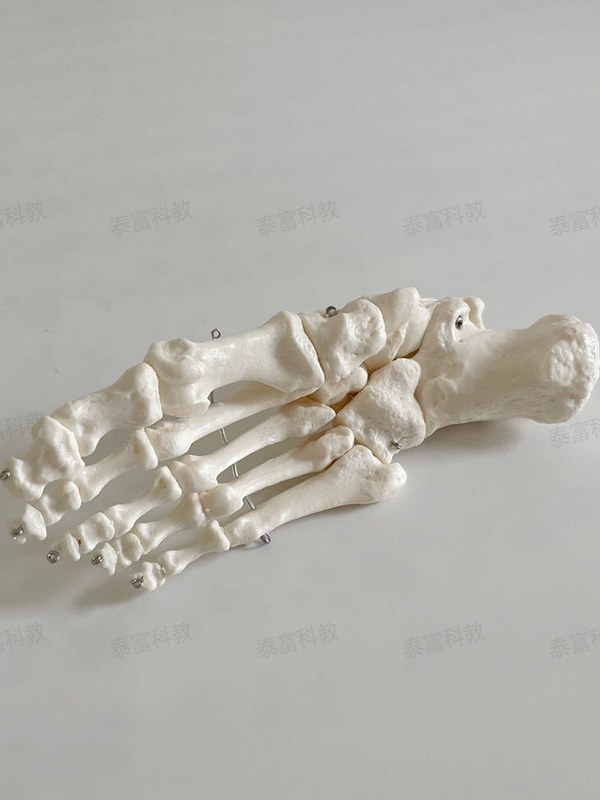 Tai Fu Model Left and Right Foot Bones, Toe Joints, Heel Bone Simulation Adult 1:1 Teaching Specimen