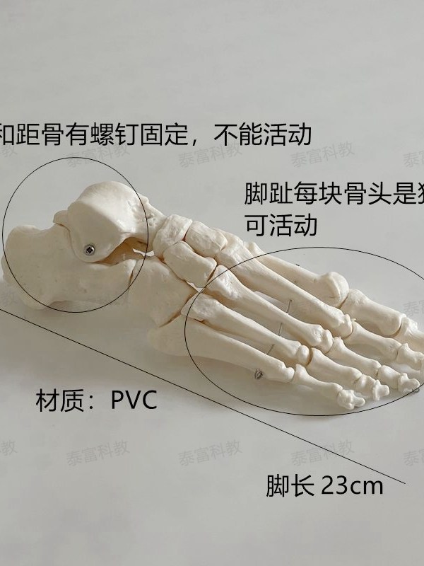 Tai Fu Model Left and Right Foot Bones, Toe Joints, Heel Bone Simulation Adult 1:1 Teaching Specimen