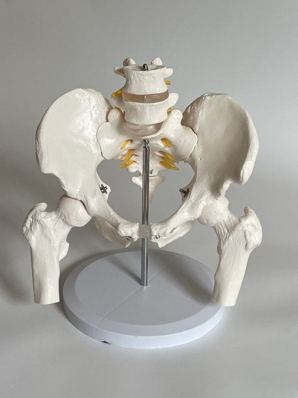Human Lumbar Spine with Pelvic Model, Orthopedic Function, Home Care Training, Postpartum Rehabilitation, Yoga, Traditional Chinese Medicine Massage, Medical Use