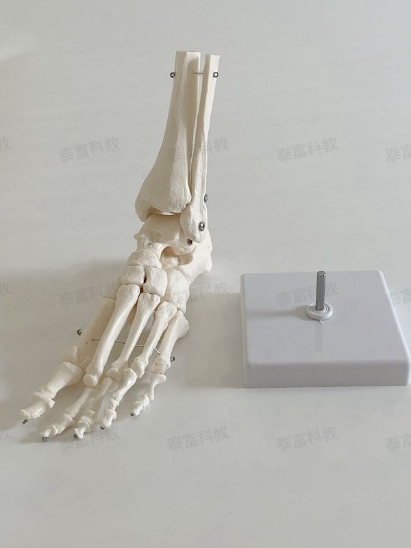 Taifu Model Ankle Joint with Leg Bone, Foot Bone Specimen, Follow Bone Bulk Craft Art Medical Teaching Decoration