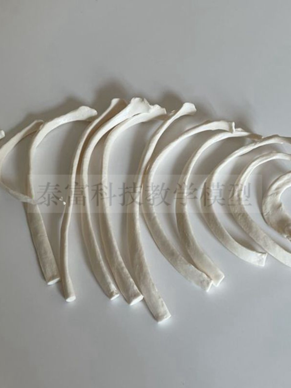 Big Promotion on Human Skeleton Models, Bulk Ribs, Sternum, Thoracic Cavity Skeleton, Medical Sketching, Art Exam Supplies