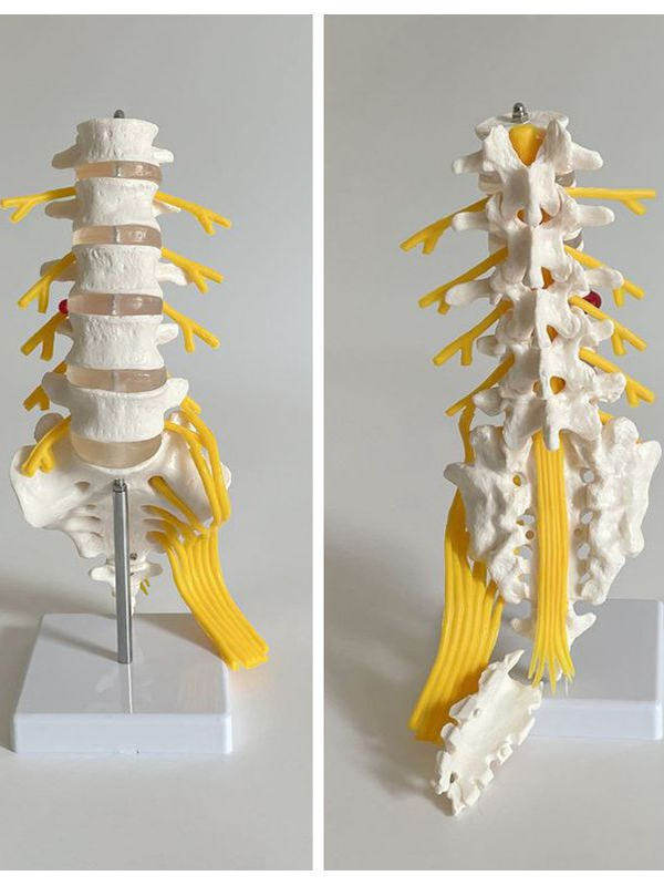 1:1 Spine Model Human Skeleton Model Cervical Spine Bone Blood Vessel Temple Nerve Lumbar Intervertebral Disc Medical Teaching