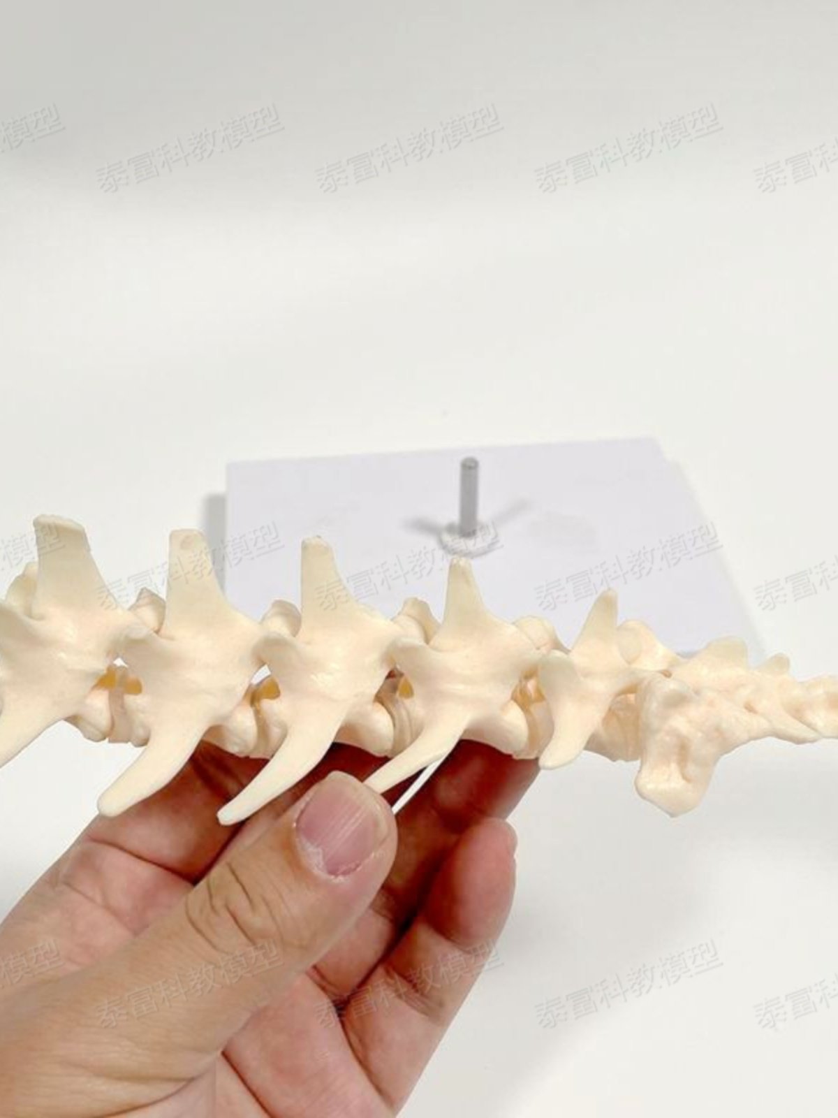 Dog Spine Model Real Inverted Model Lumbar Joint Shoulder Blade Upper and Lower Limb Hip Joint Pelvic Veterinary Pet Dog Bone