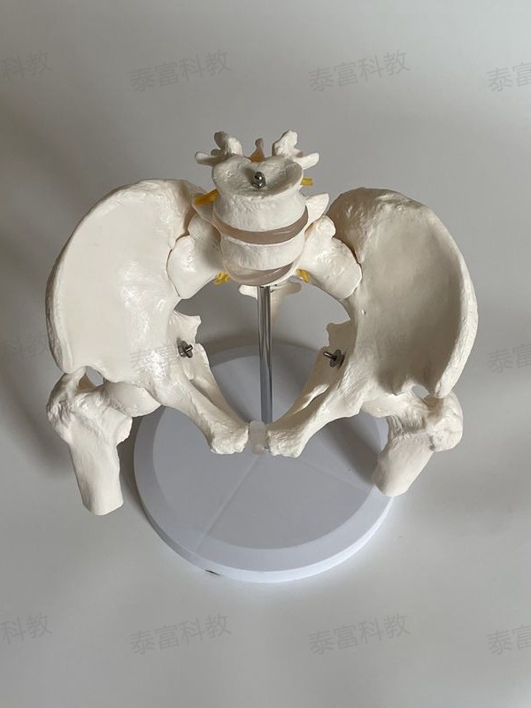 Human Lumbar Spine with Pelvic Model, Orthopedic Function, Home Care Training, Postpartum Rehabilitation, Yoga, Traditional Chinese Medicine Massage, Medical Use