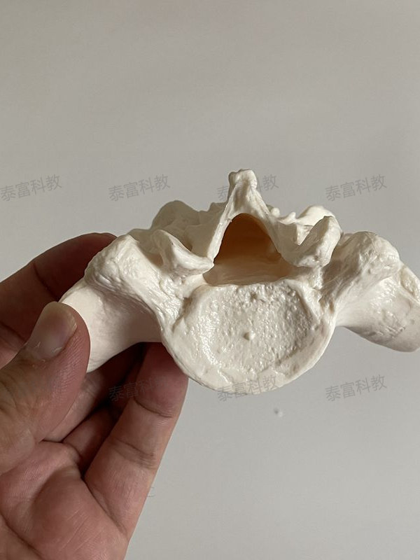 Human Spine Model Sacrum Sacral Vertebra Mold Coccyx Tailbone Natural Large Medical Orthopedic Acupressure Bone Fitness